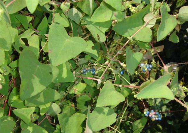 农村屋脚旁很常见的野草人称降龙草对祛湿有帮助