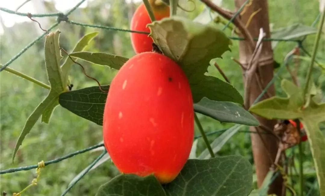 普者黑野生红熟了还有更多水果等你来摘