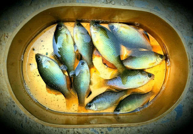 原创钓鱼人一脸嫌弃的小鱼鳑鲏在日本却成了宠儿