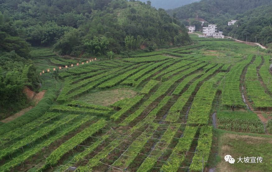 平南大坡富硒百香果火了,竟是百香果中的"劳斯莱斯"!_种植