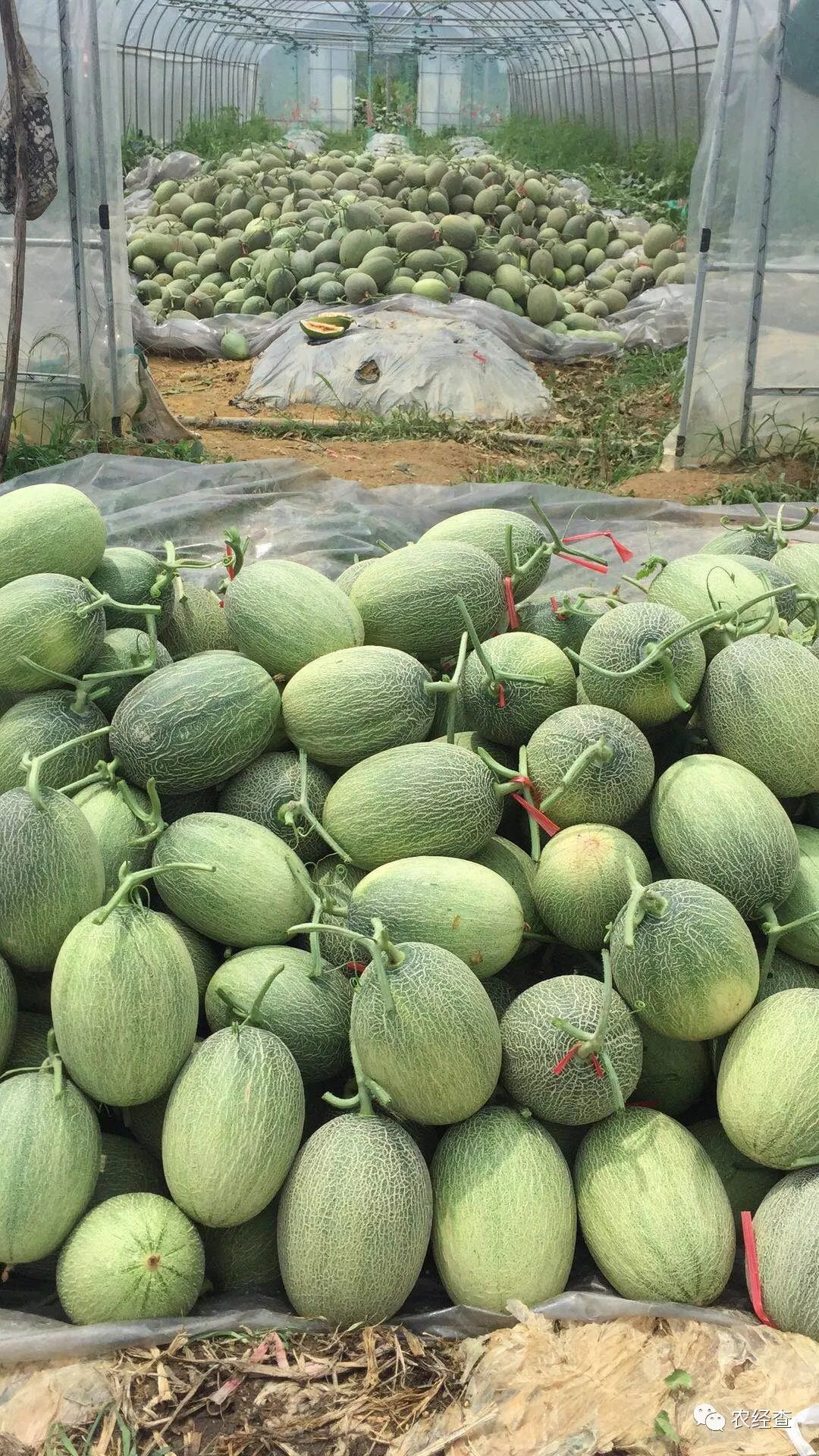 罗甸哈密瓜等您来品尝
