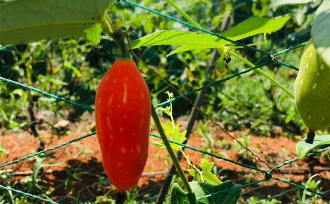 普者黑野生红熟了还有更多水果等你来摘