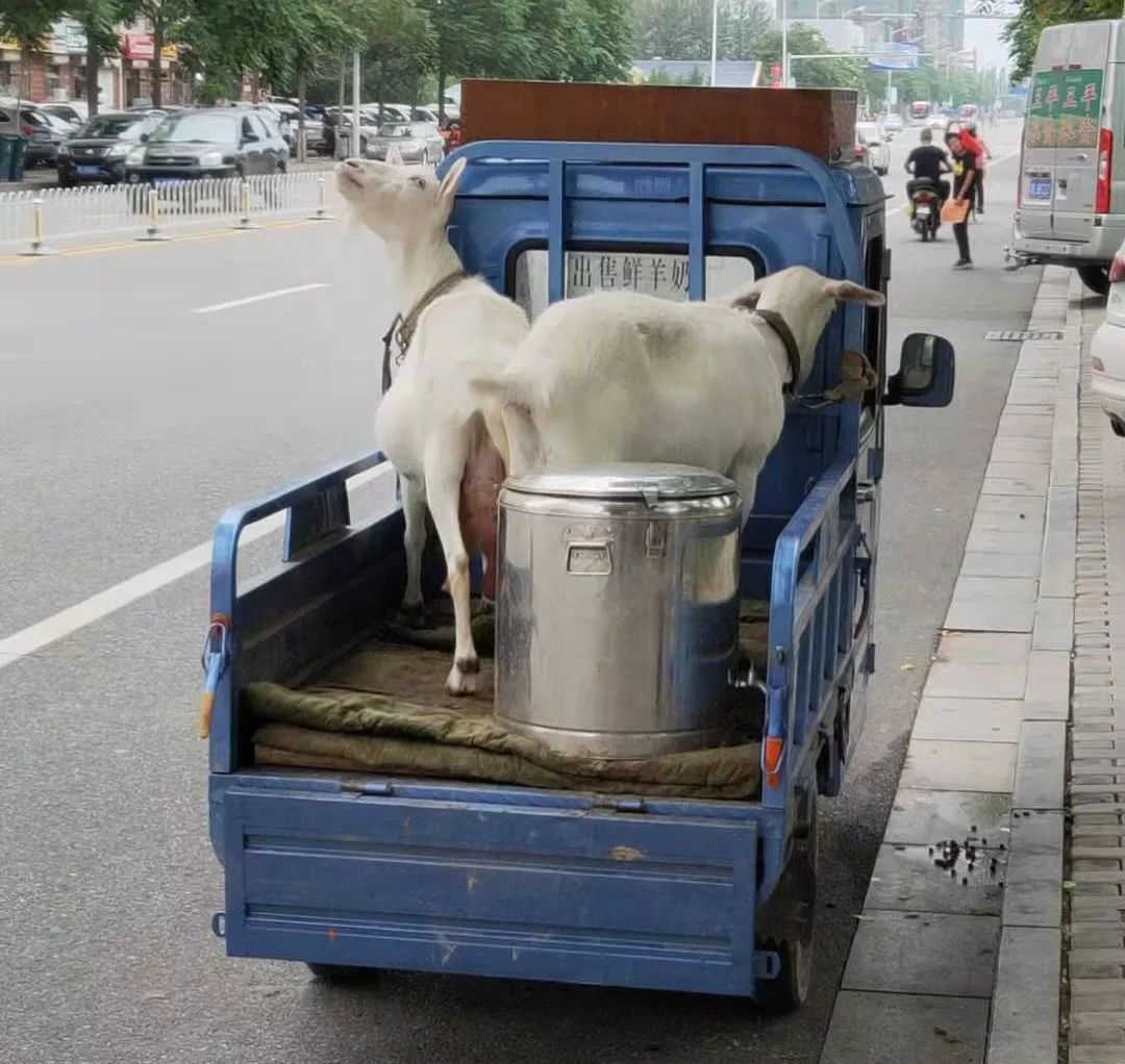 街頭有人拉著山羊擠奶現賣真的新鮮無汙染