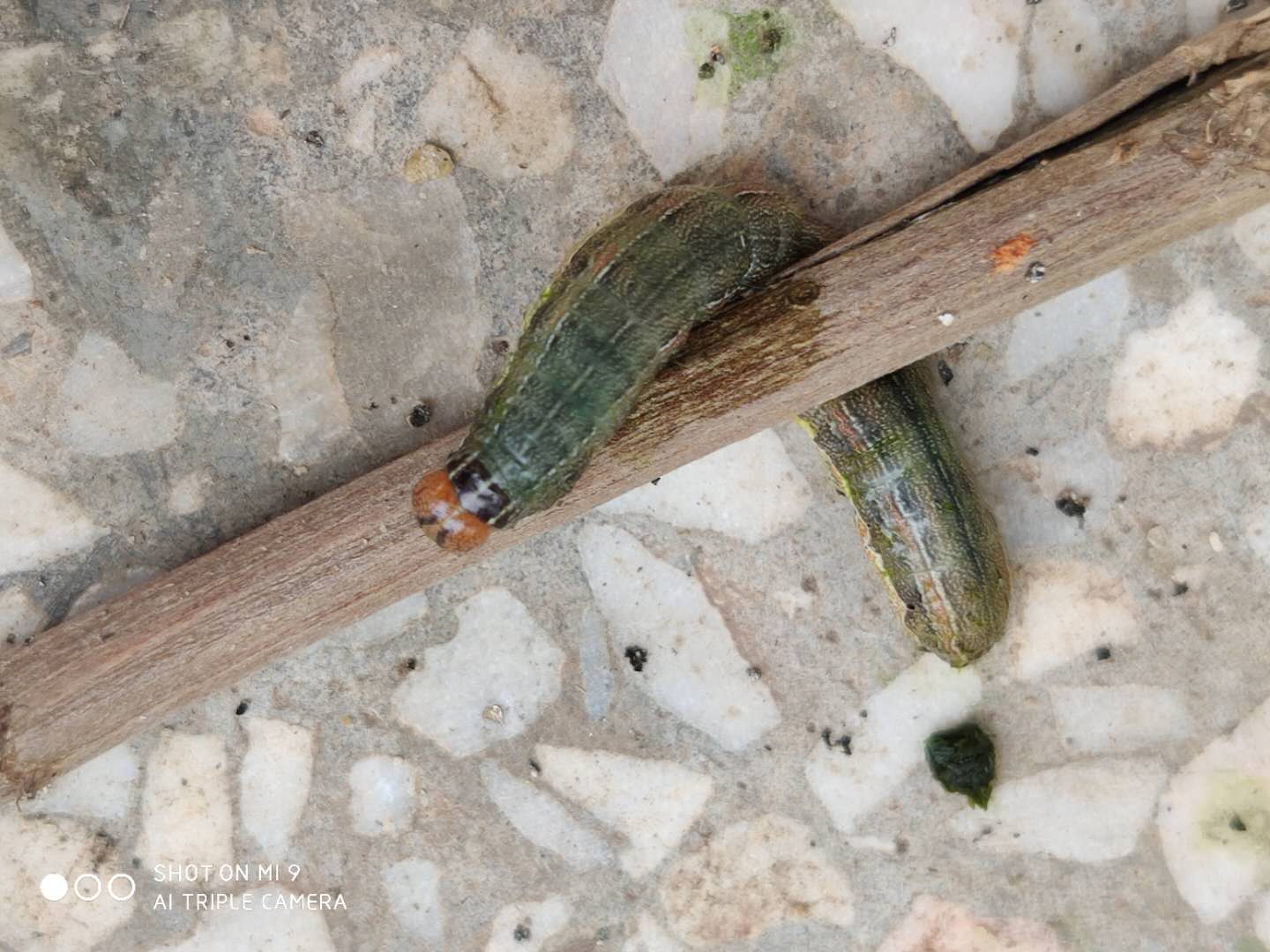 水稻黏虫大发生用什么药防治推荐用这几种药剂效果好