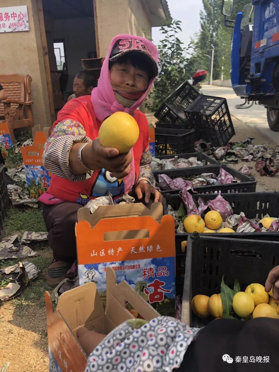 抚宁黄桃采摘节开始啦