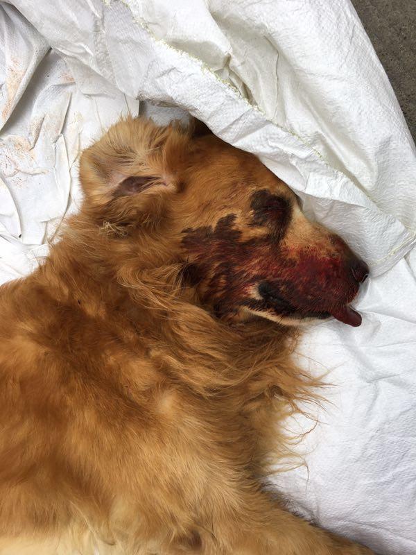 金毛犬咬死贵宾犬被棍棒打死 主人父母血压升高住院