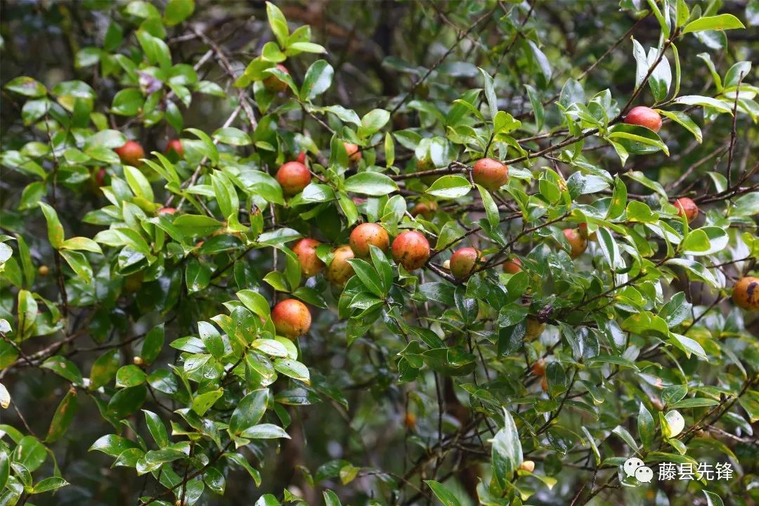 就在今天藤县2019年红色助农购物季活动直播来啦