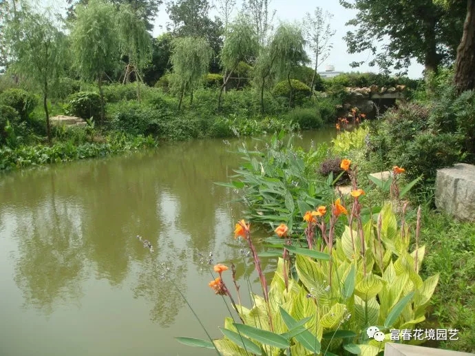 花境水生植物在园林中的应用主要分为水边的植物配置,驳岸的植物配置