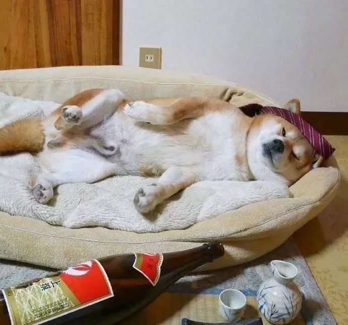 柴犬:喝完这杯,我就是个废柴了!