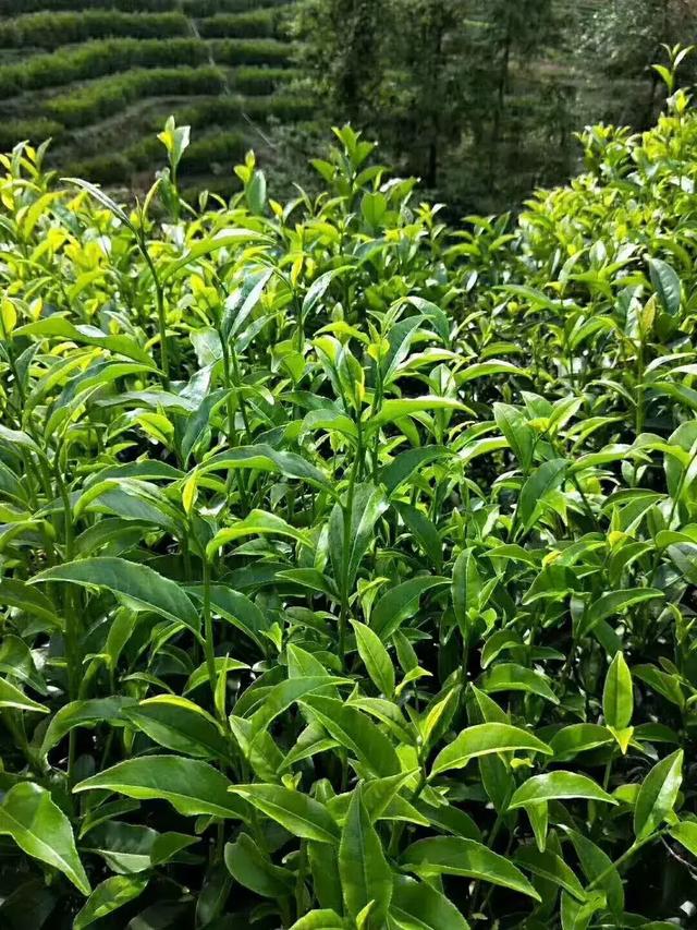 凤凰镇▌高颜值单丛茶