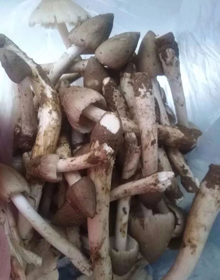 它是一种美味山珍,称之为菌中之王,其肉肥硕壮实,质细丝白,味鲜甜脆嫩