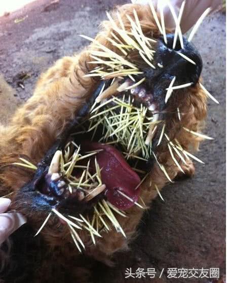 遇到豪猪,猛兽都要让三分,狗狗战豪猪马上变刺猬