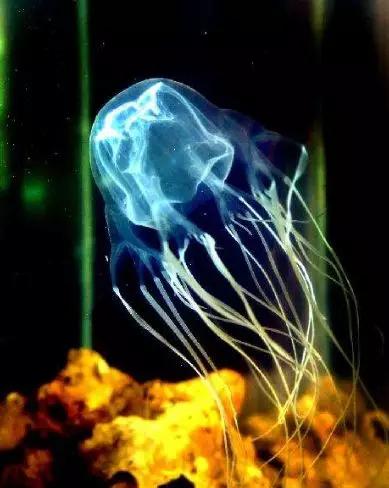 澳大利亚箱水母美丽的万毒王能让20人丧命