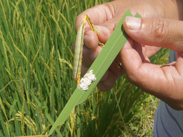 水稻黏虫大发生用什么药防治推荐用这几种药剂效果好
