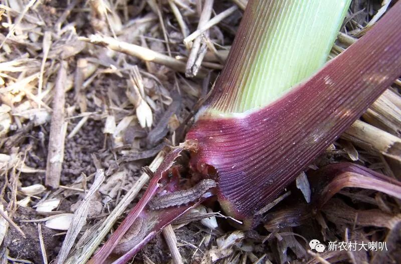 发生特点1,二点委夜蛾以幼虫危害玉米,幼苗3～5叶期主要咬食玉米茎基