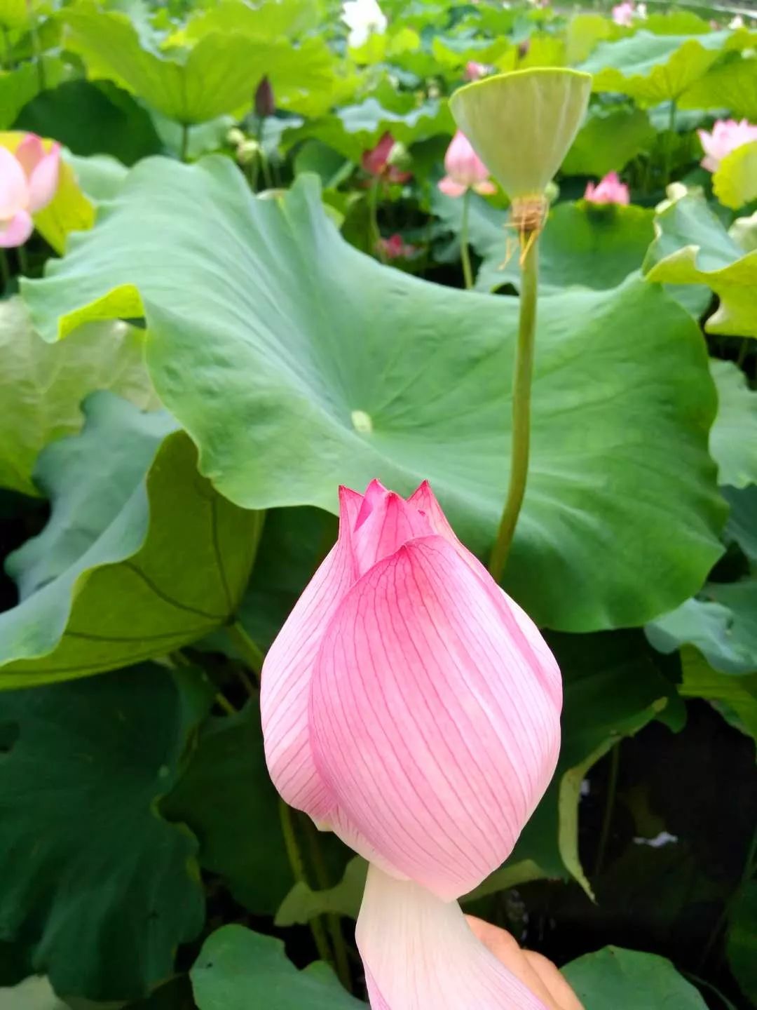 人少景美还免费清远8大荷花世界你打卡了吗