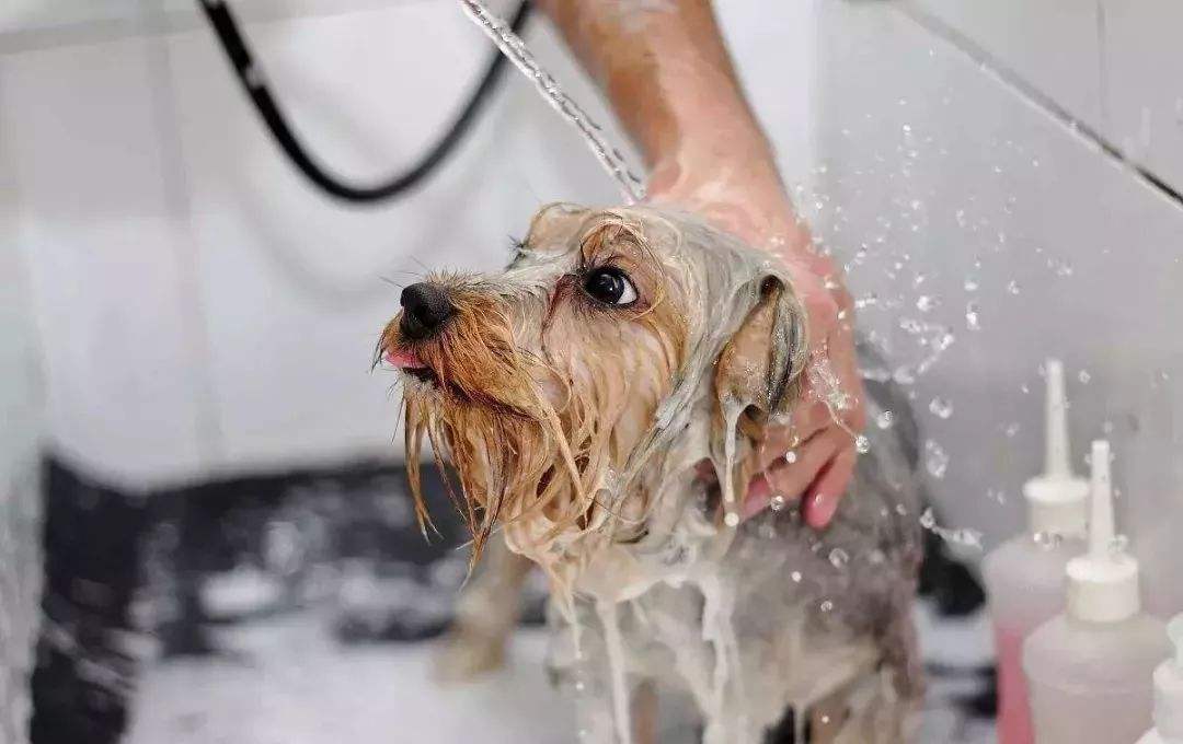 宠物洗澡照片图片