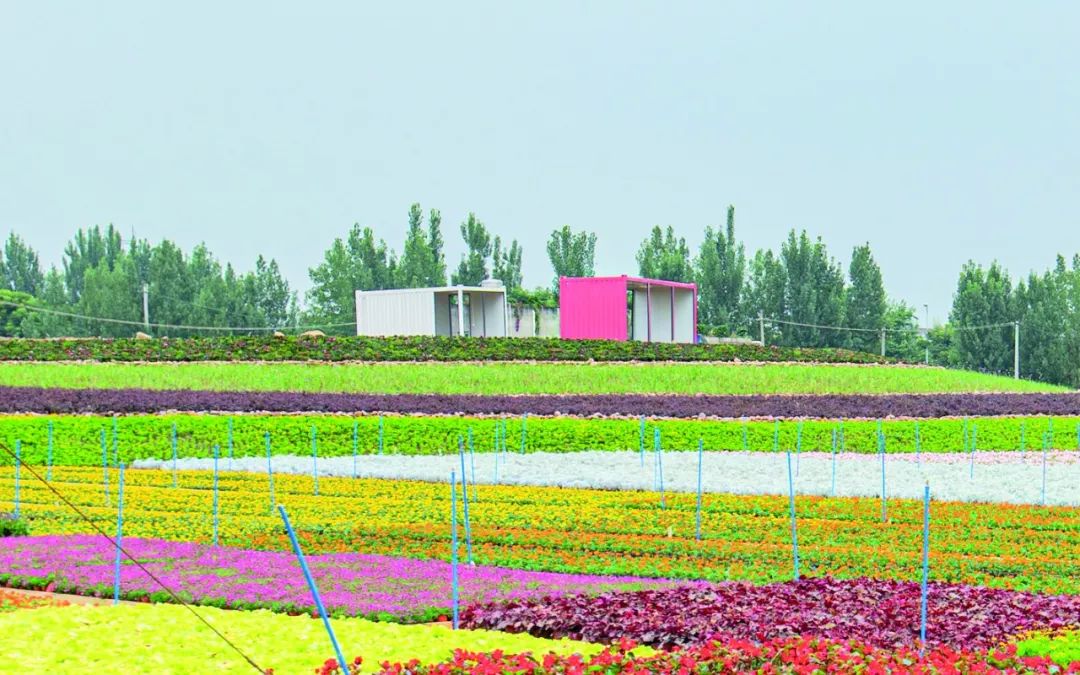 2, 成都人买花赏花新去处 锦城公园花卉基地一期来了