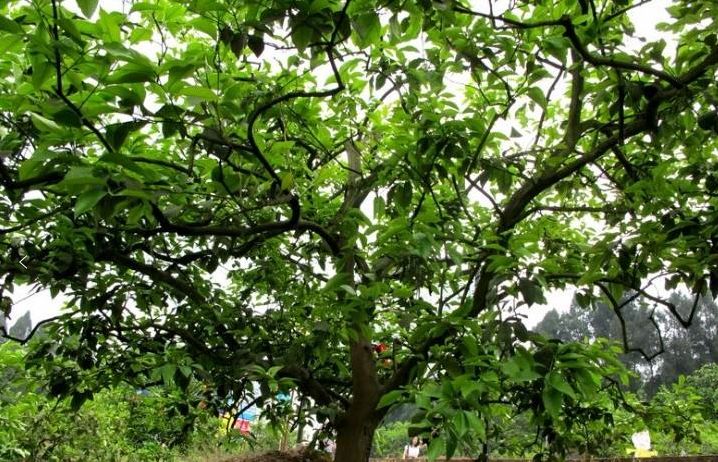 知道吗资阳市花一年四次开花市树一年四次结果