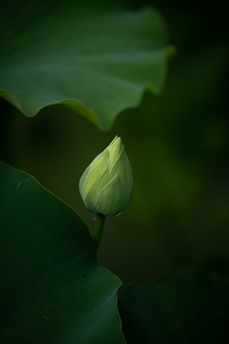 圖蟲靜物攝影:一組荷花