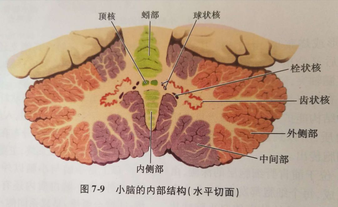 小脑齿状核解剖位置图片