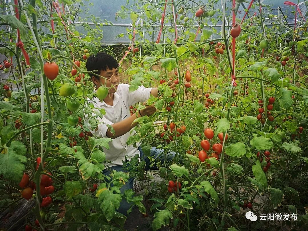 现场摘的水果小番茄你吃过没?走,一起去._种植
