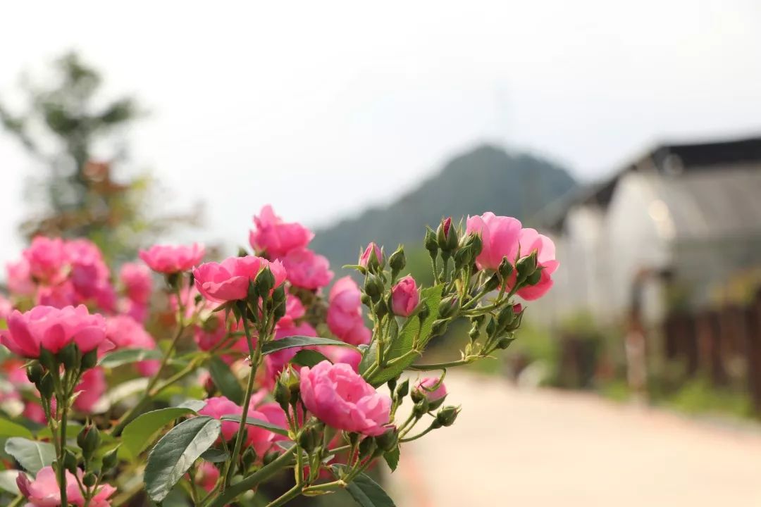 寻情天目季夏三月腐草为萤