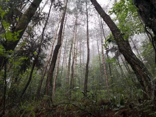 湘西童年趣事松树情