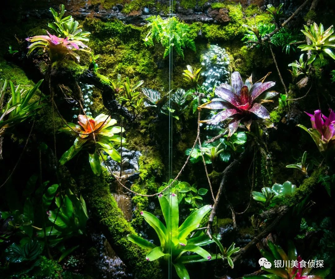 景观鲜花免费送银川这个地方竟然藏着一个热带雨林