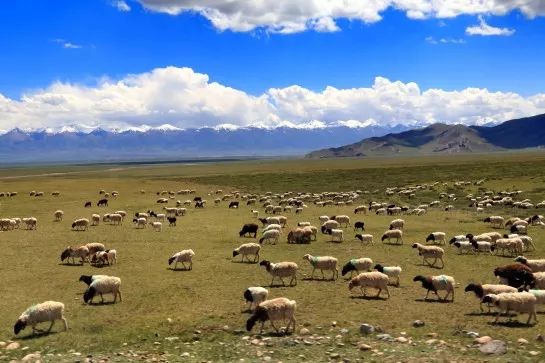 (吴敏静团友作品)带出丝绒般翠绿(庆方团友作品)雨后的那拉提空中草原