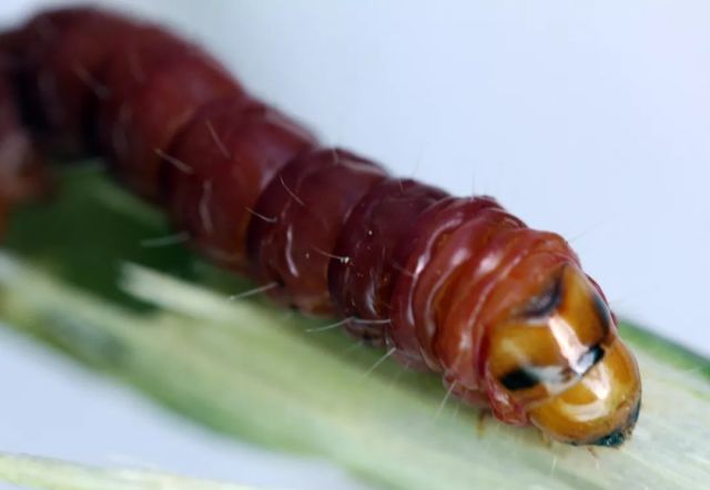 百香果虫害高清图谱及防治方法最新版