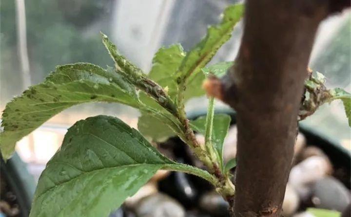 进入病虫高发期,给花喷点它,病虫没有花越长越旺!_月季