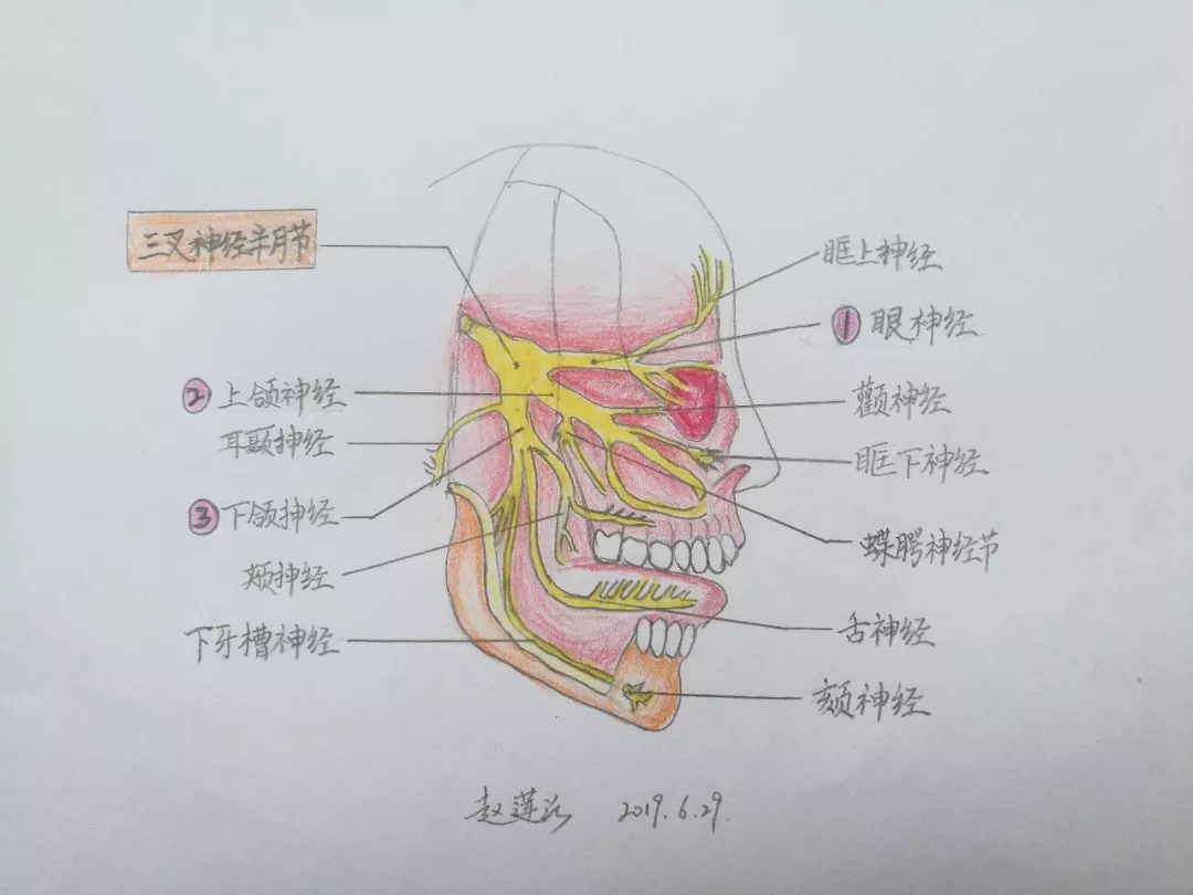 三叉神经简笔画图片