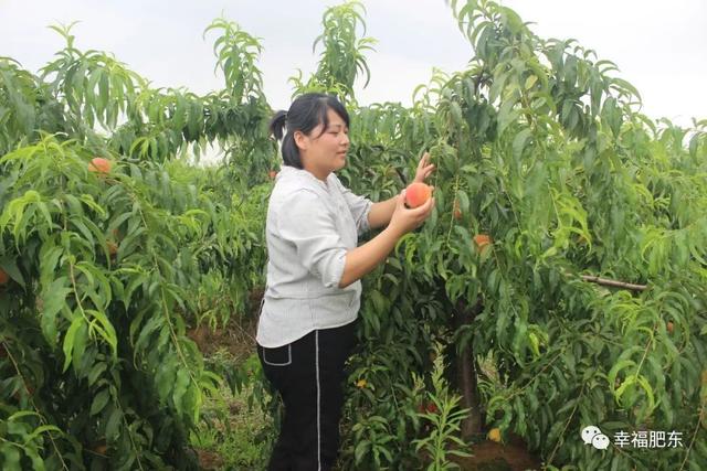超甜咱肥东这个地方的桃子成熟啦暑假带娃第一站