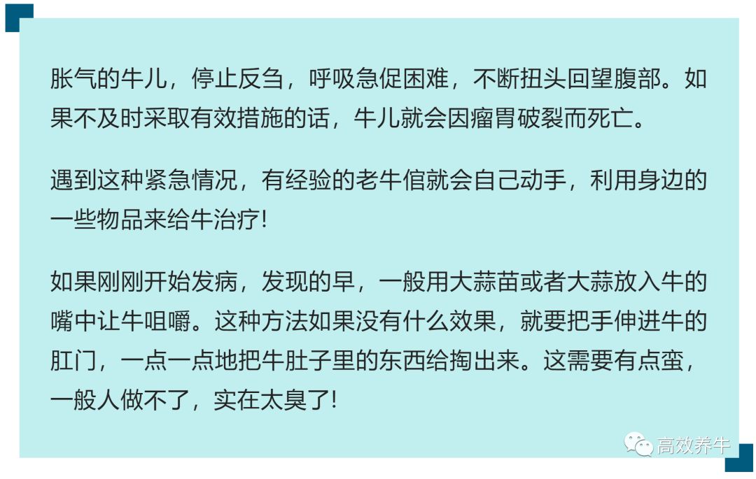 牛胀气!是养牛中最恐怖的事!遇到应该怎么办?