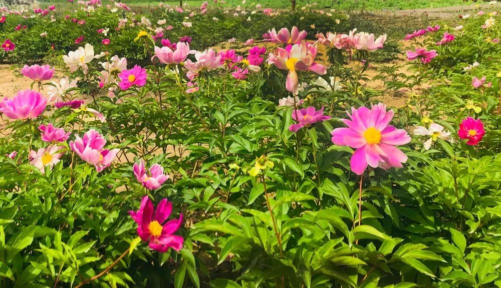 嘉峪关花博园传来一组最新照片!浪漫花海已经变成了这样,美到窒息~_tv