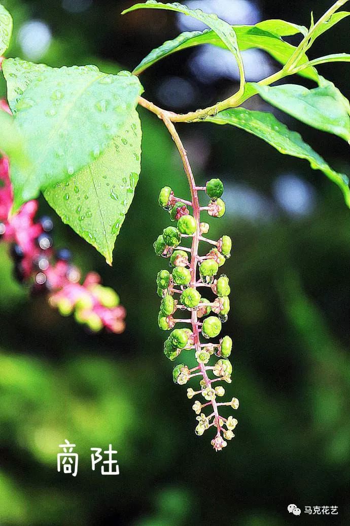 不废话,带你去看野花野草的正确打开方式!