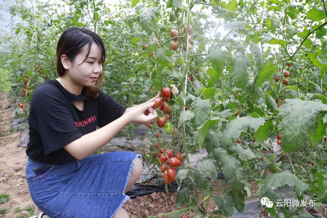 现场摘的水果小番茄你吃过没走一起去