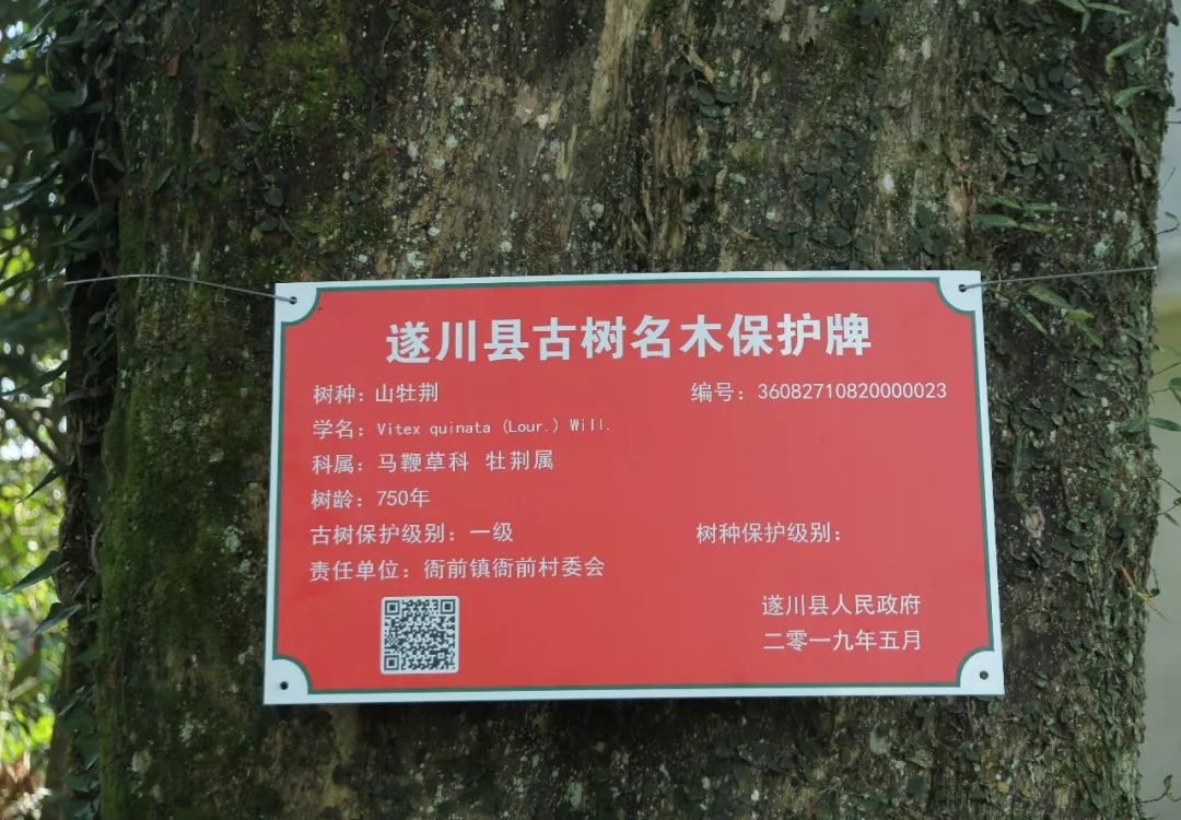 杜鹃苗木批发：春天里的绿色使者