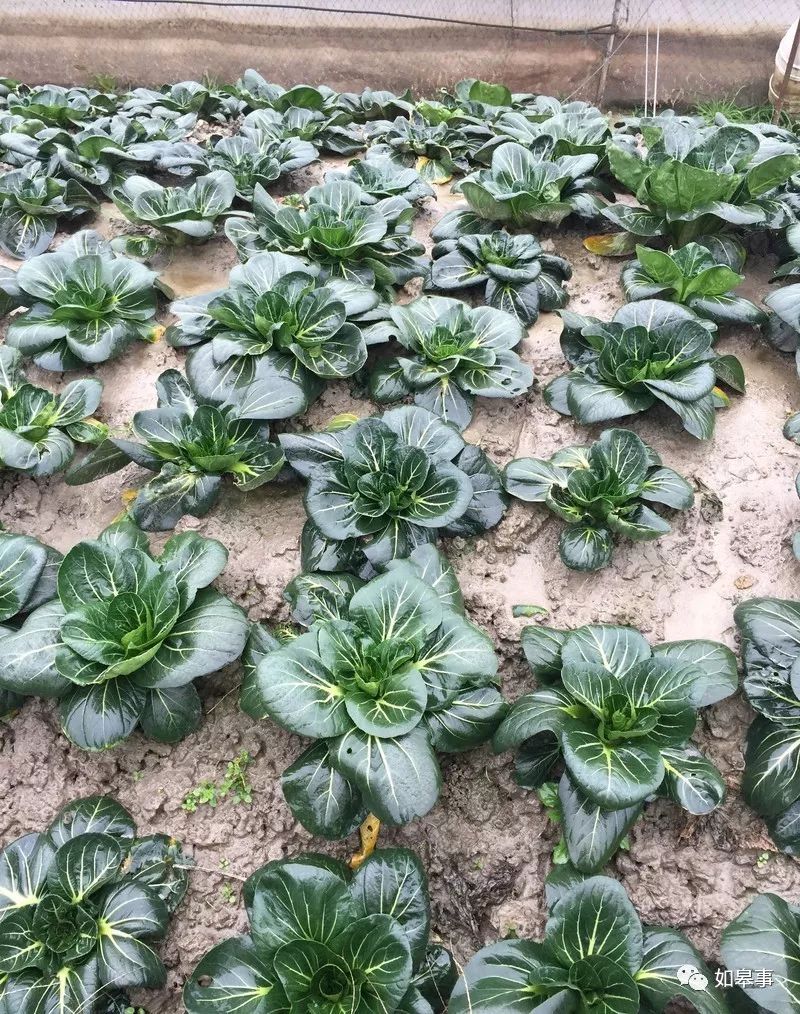 如皋深绿助力海军走向深蓝东海舰队某部获赠6吨如皋黑塌菜