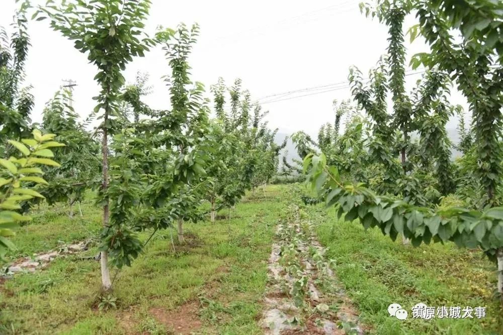 南川北固草莓基地图片