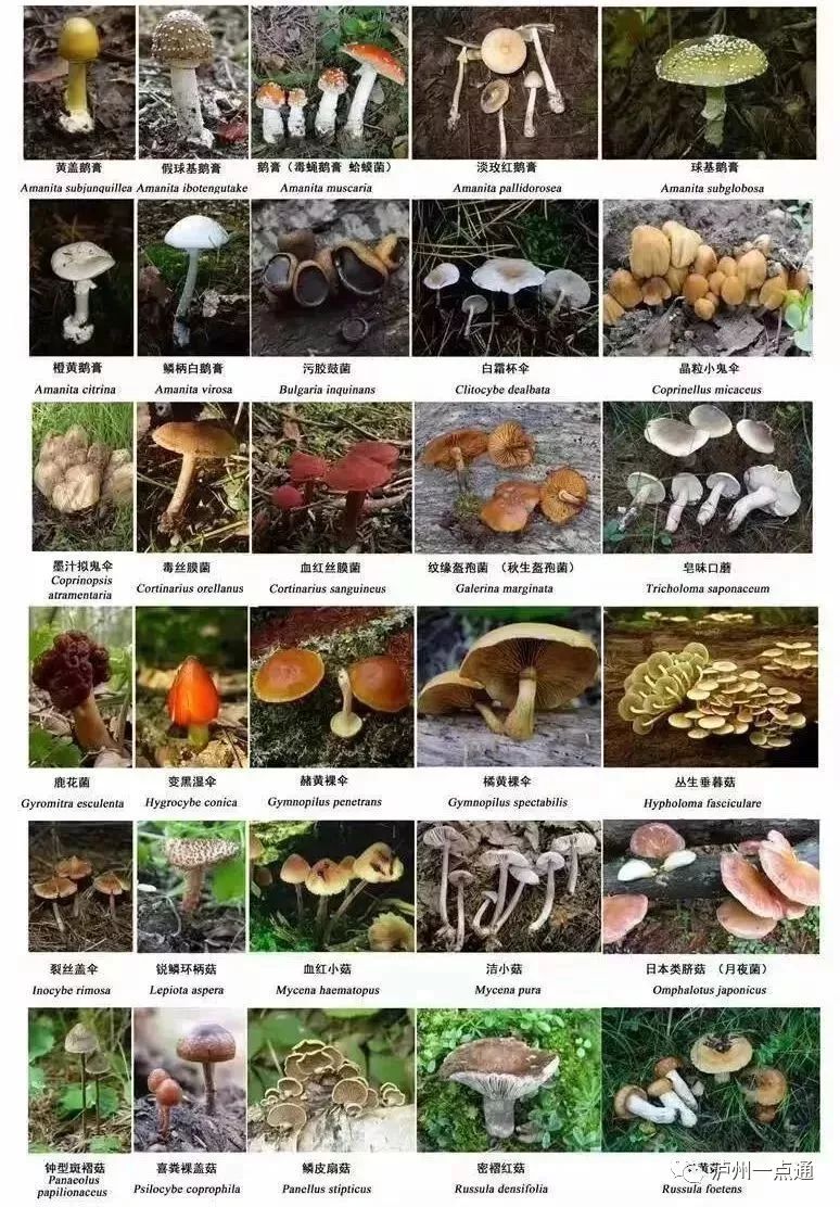东北蘑菇图片及名称图片