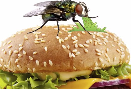 为什么说千万不要吃苍蝇待过的食物