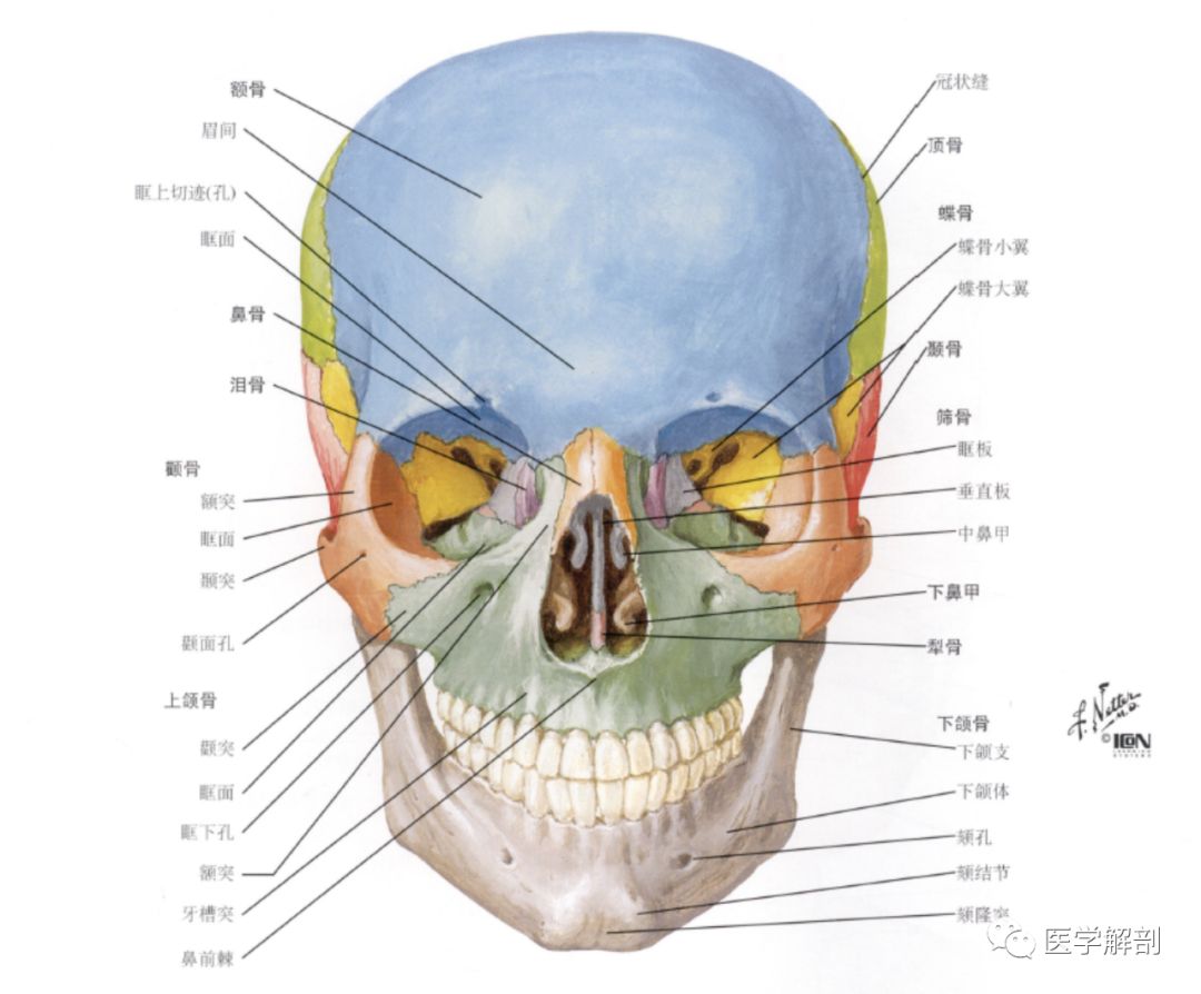 颅骨组成:颅骨由23块骨组成,分为脑颅骨(8块)及面颅骨(15块)