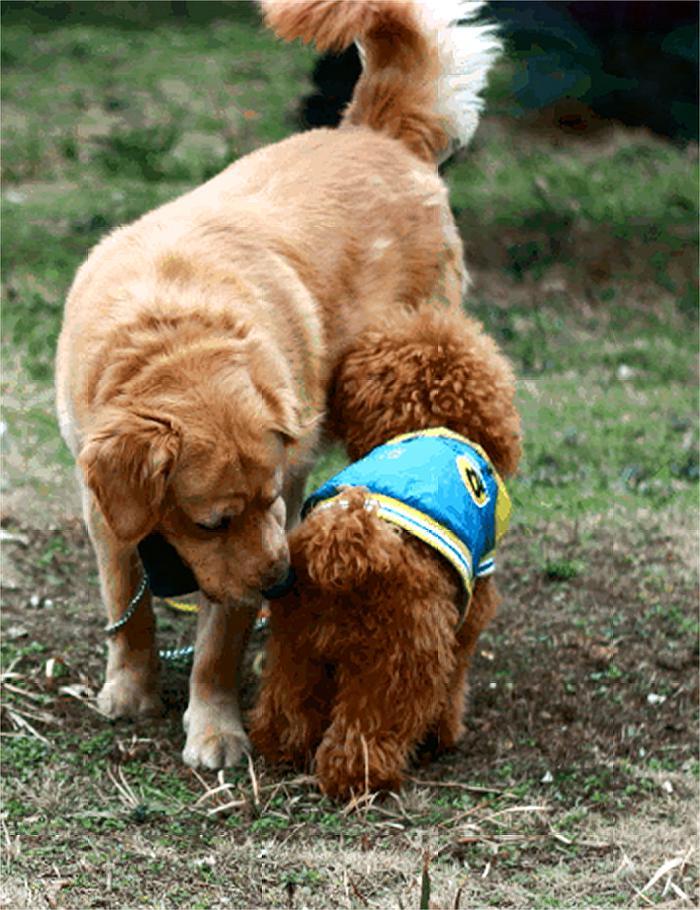 原创贵宾犬与金毛发生冲突,贵宾犬呜呼,这就是遛狗不牵绳的后果