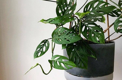 原创这一种耐阴植物好养耐活摆放在放家里清新空气又美观