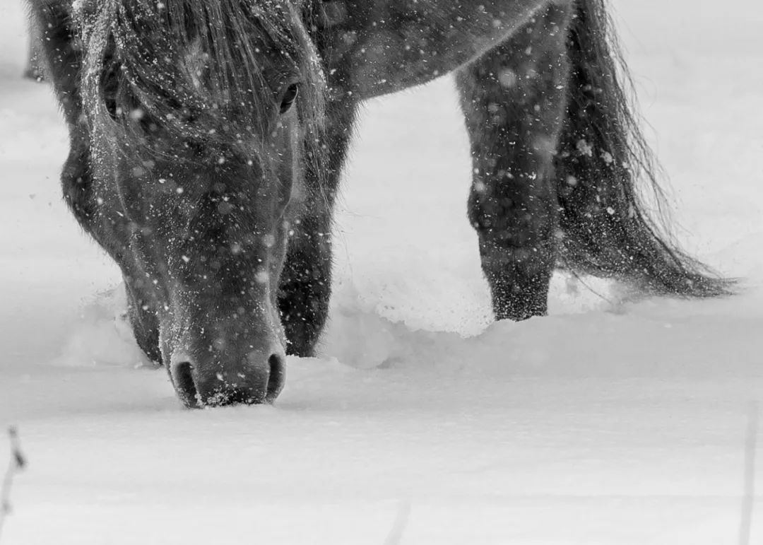 正式公布艺术类第二届中国马都凤凰杯蒙古马国际摄影大展艺术类作品