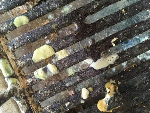 浅谈仔猪球虫病的检测及防治_粪便
