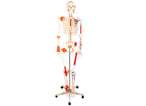 人体骨骼模型人体骨架模型