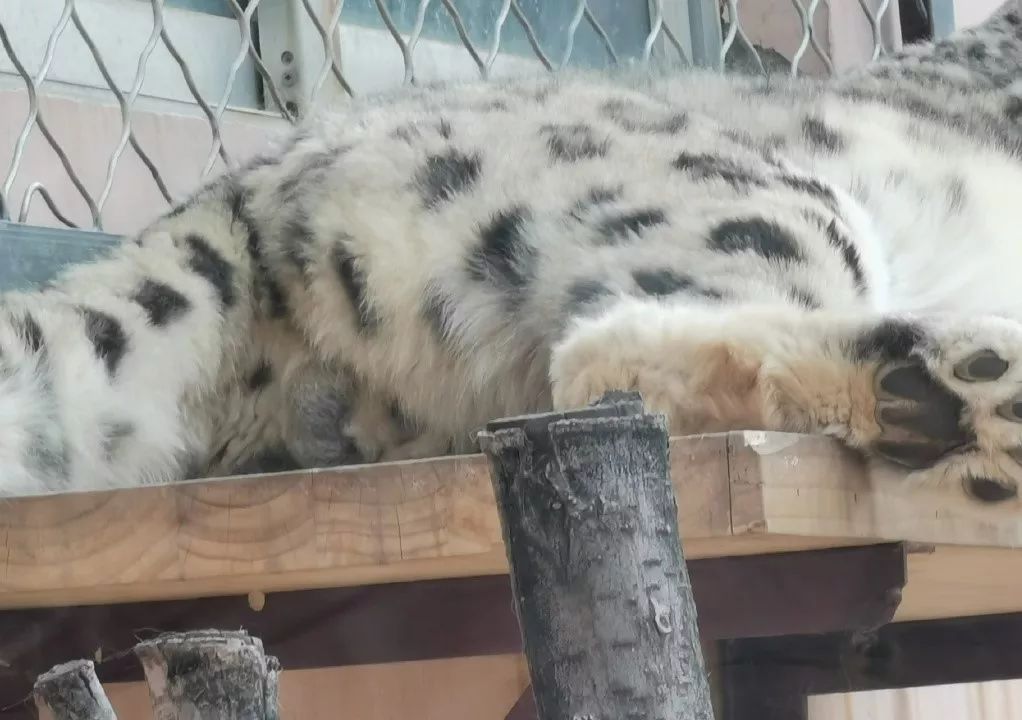 那些年我们吸过的豹蛋蛋们